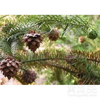 速生杉樹種子的市場價格與育苗技術(shù)詳解