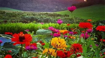 每周營業(yè)兩天，專注精品種子——這個農(nóng)莊讓人流連忘返