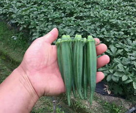 優質蔬菜種子種苗批發指南 聚焦山東萊陽一品蔬菜開發中心